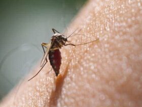 Controlling Mosquitoes for Dengue Prevention