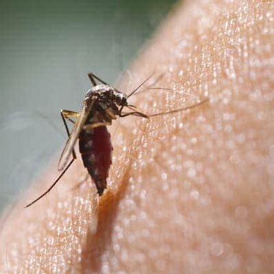 Controlling Mosquitoes for Dengue Prevention